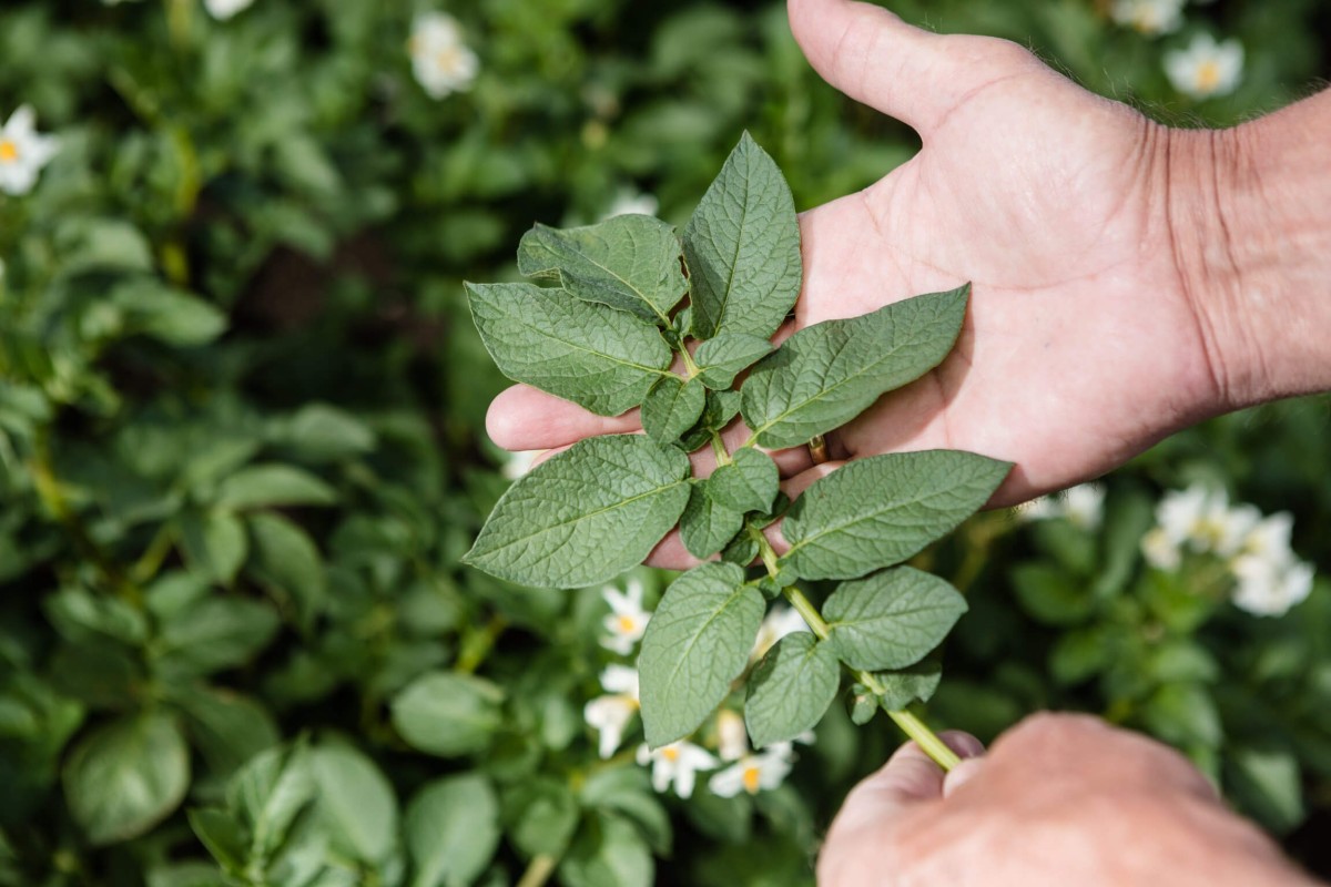 holding leaves of a plant