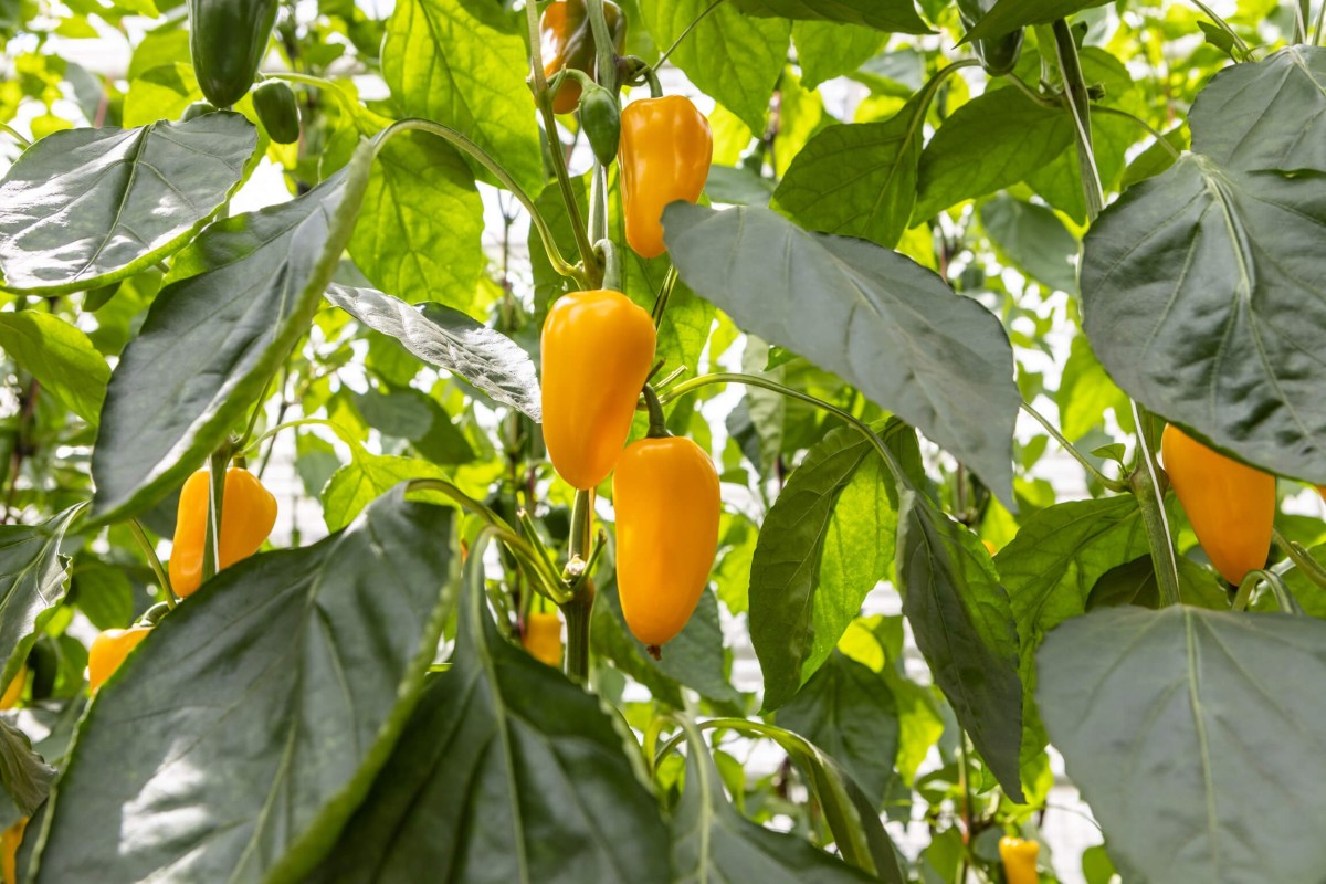 plant with mini peppers