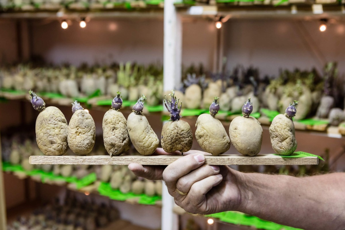 Holding a shelf with potatoes