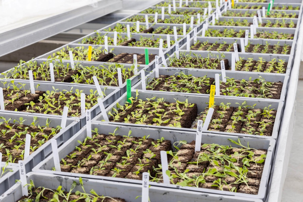 young plants tested on quarantine diseases