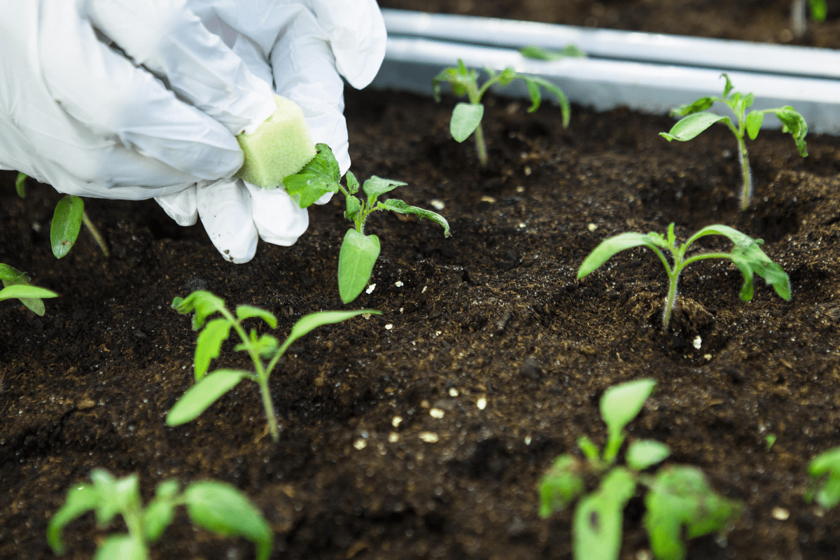 Infecting healthy plants with possible pathogen