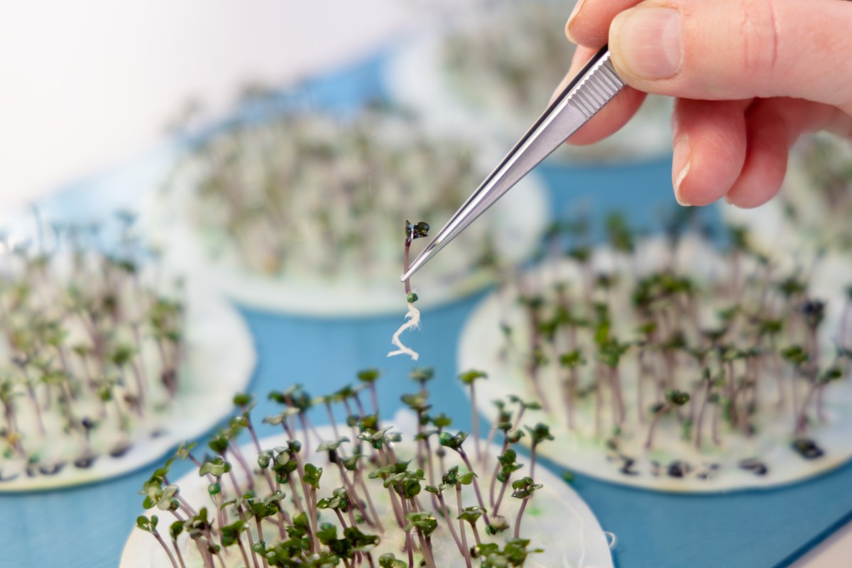 Reviewing a germination test