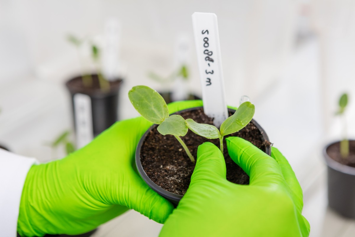 Two cucumber seedlings in a pot