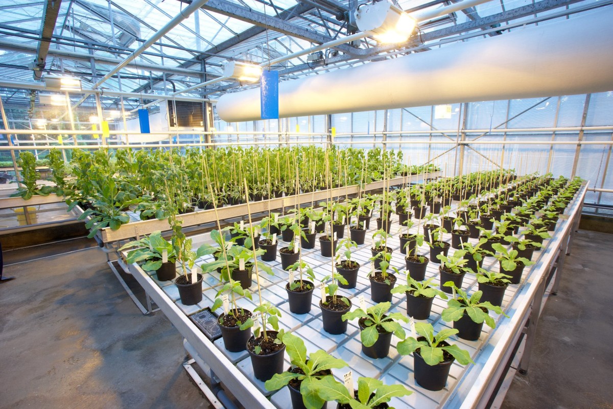 Propagation of plant material for the purpose of tests