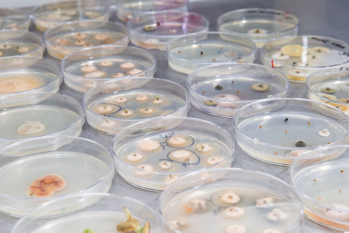 Feeding soils with fungal colonies