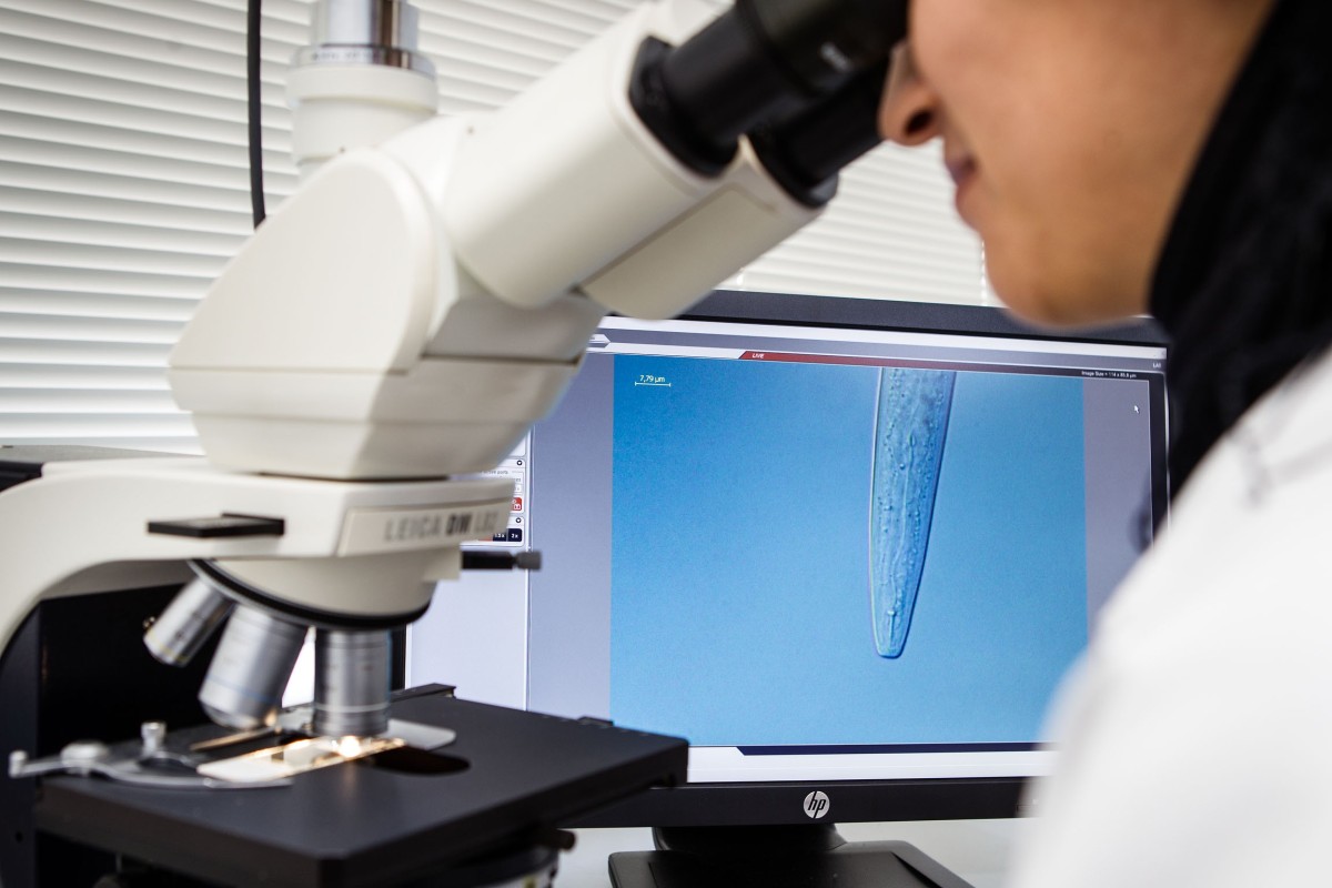 Microscopic evaluation of a nematode